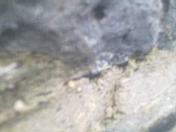 millstreet 10980.jpg